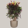 CROTON MAMMI V27 RAM.