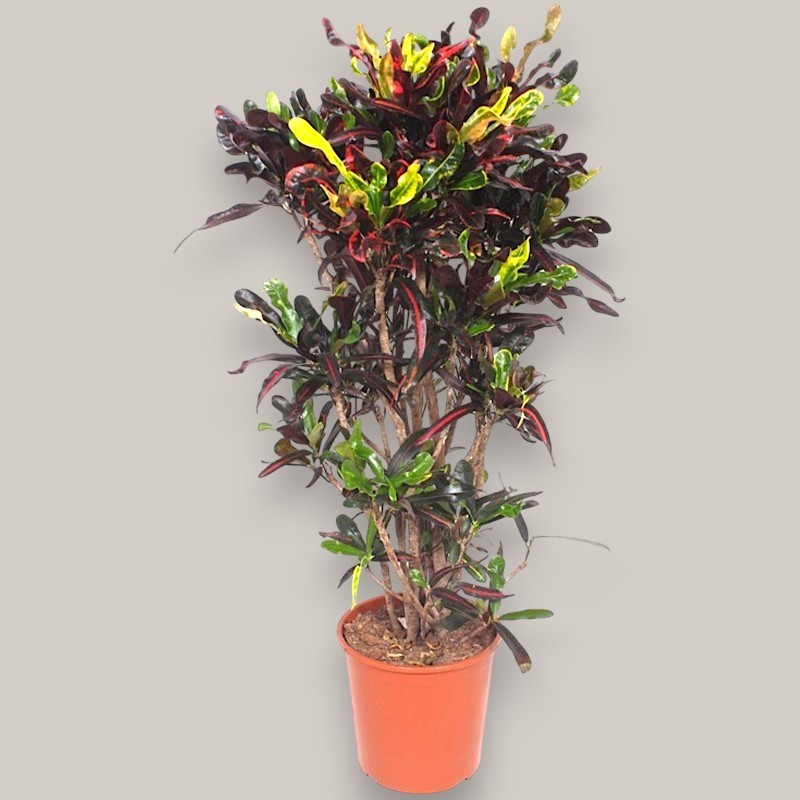 CROTON MAMMI V30 RAM.
