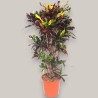 CROTON MAMMI V30 RAM.