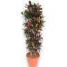 CROTON MAMMI V40 RAM.