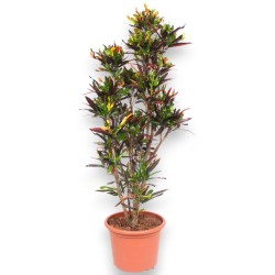 CROTON MAMMI V40 RAM.