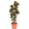 CROTON MAMMI V40 RAM.