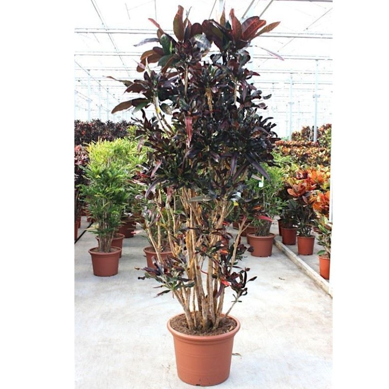 CROTON MAMMI V50 RAM.