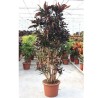 CROTON MAMMI V50 RAM.