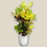 CROTON MRS ICETON V19 RAM.