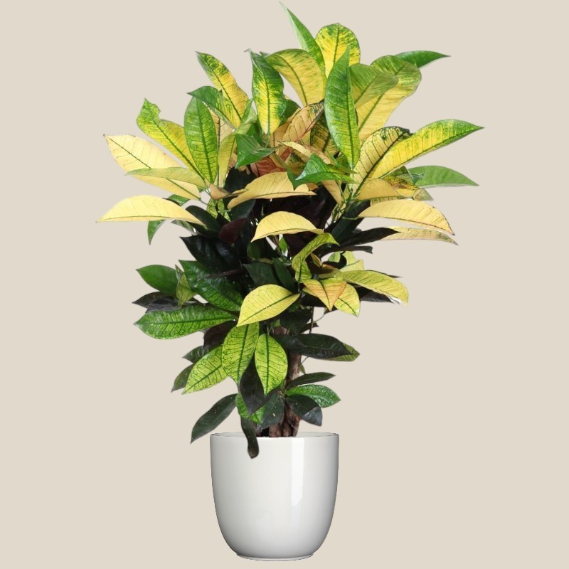 CROTON MRS ICETON V24 RAM.