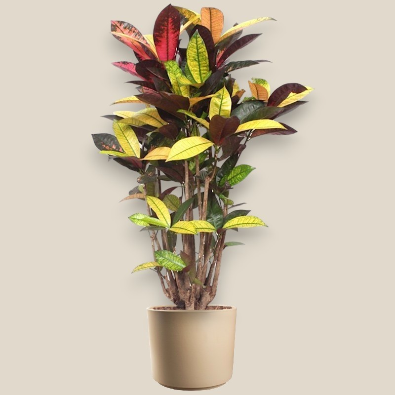 CROTON MRS ICETON V27 RAM.