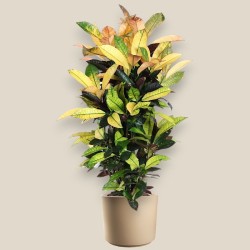 CROTON MRS ICETON V27 RAM.