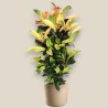 CROTON MRS ICETON V27 RAM.