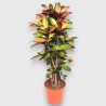 CROTON MRS ICETON V30 RAM.