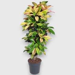 CROTON MRS ICETON V30 RAM.