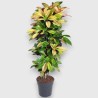 CROTON MRS ICETON V30 RAM.