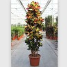 CROTON MRS ICETON V50 RAM.
