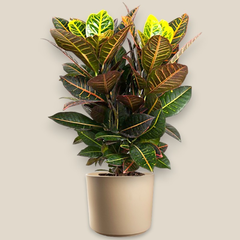 CROTON PETRA V21 RAM.