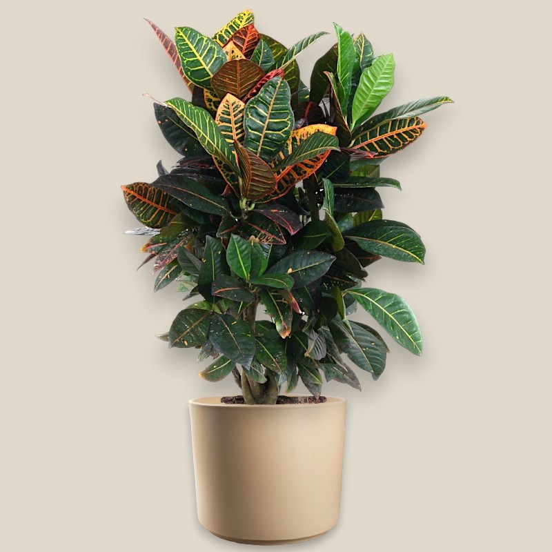 CROTON PETRA V24 RAM.