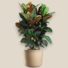 CROTON PETRA V24 RAM.