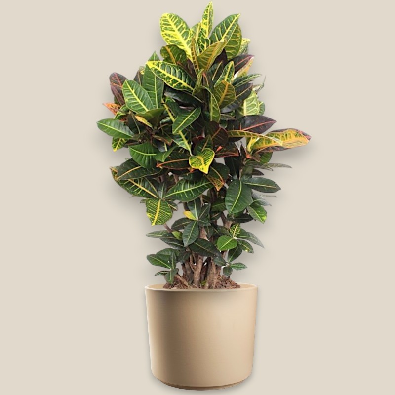 CROTON PETRA RAM. V27