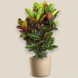 CROTON PETRA RAM. V27