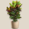 CROTON PETRA RAM. V27