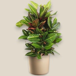 CROTON PETRA RAM. V27