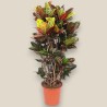 CROTON PETRA V30 RAM.