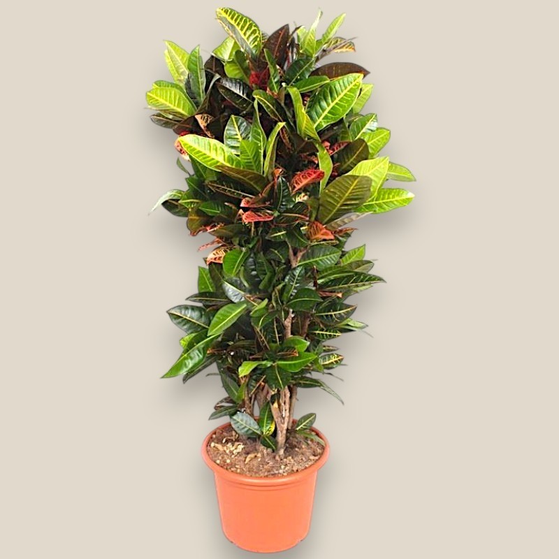 CROTON PETRA V40 RAM.
