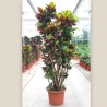 CROTON PETRA V50 RAM.