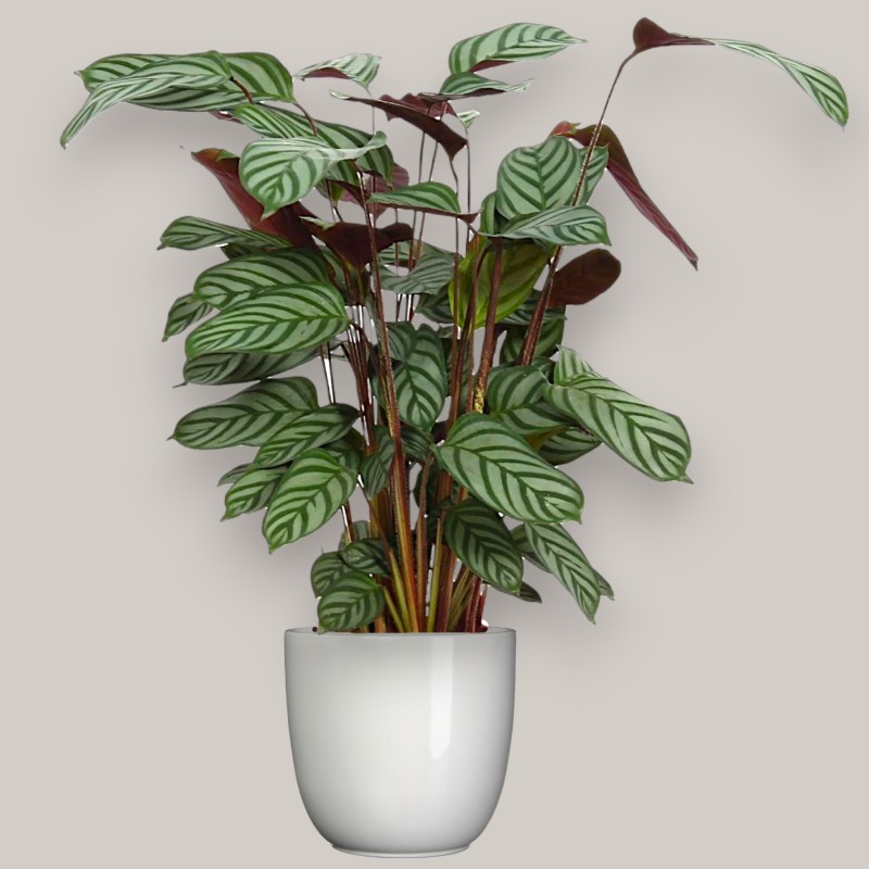 CTENANTHE COMPACTSTAR V19