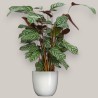 CTENANTHE COMPACTSTAR V19