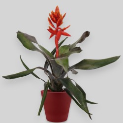 AECHMEA PEPITA ELEG. V12 +VASO