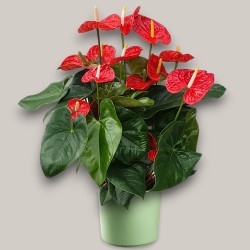 ANTHURIUM ROSSO V24 +VASE