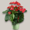 ANTHURIUM ROSSO V24 +VASO