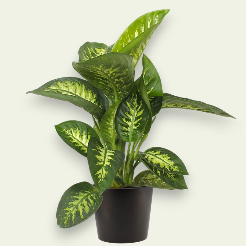 DIEFFENBACHIA SEGUI. V19 +VASE