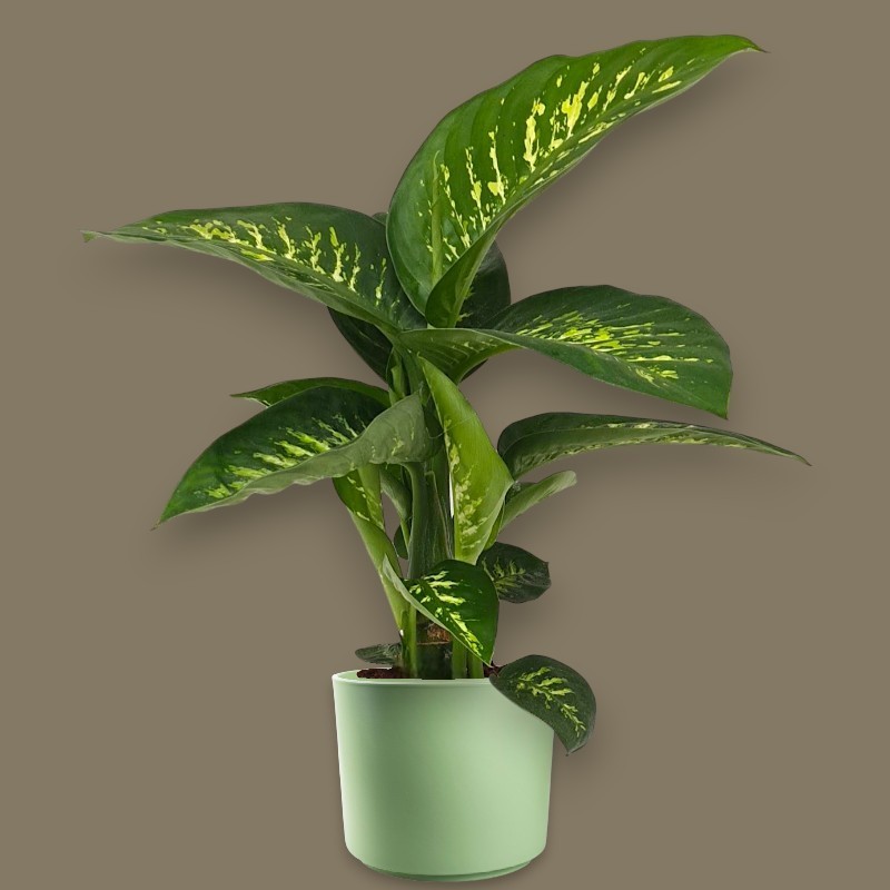 DIEFFENBACHIA SEGUI. V17 +VASE