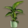 DIEFFENBACHIA SEGUI. V17 +VASO