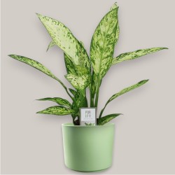 DIEFFENBACHIA VESUV. V17 +VASO