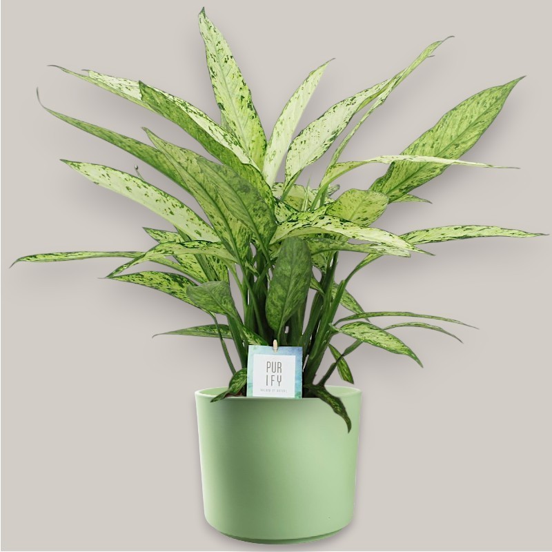 DIEFFENBACHIA VESUV. V24 +VASE