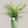 DIEFFENBACHIA VESUV. V24 +VASO
