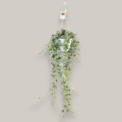 IVY WONDER WHITE V17-24