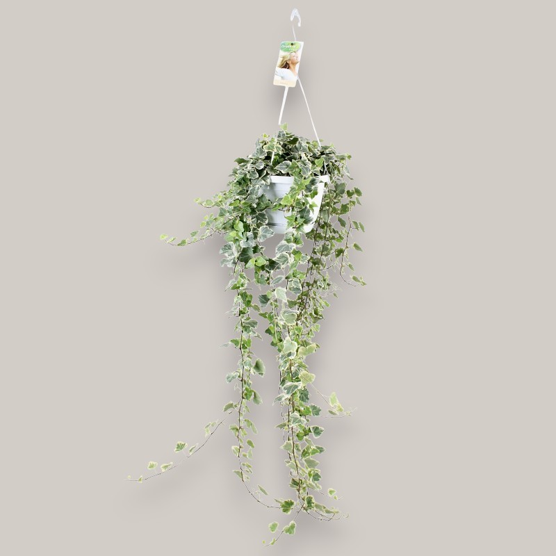 IVY WONDER WHITE V17-24