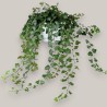 IVY WONDER V17-24