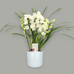 CYMBIDIUM BIANCO R6