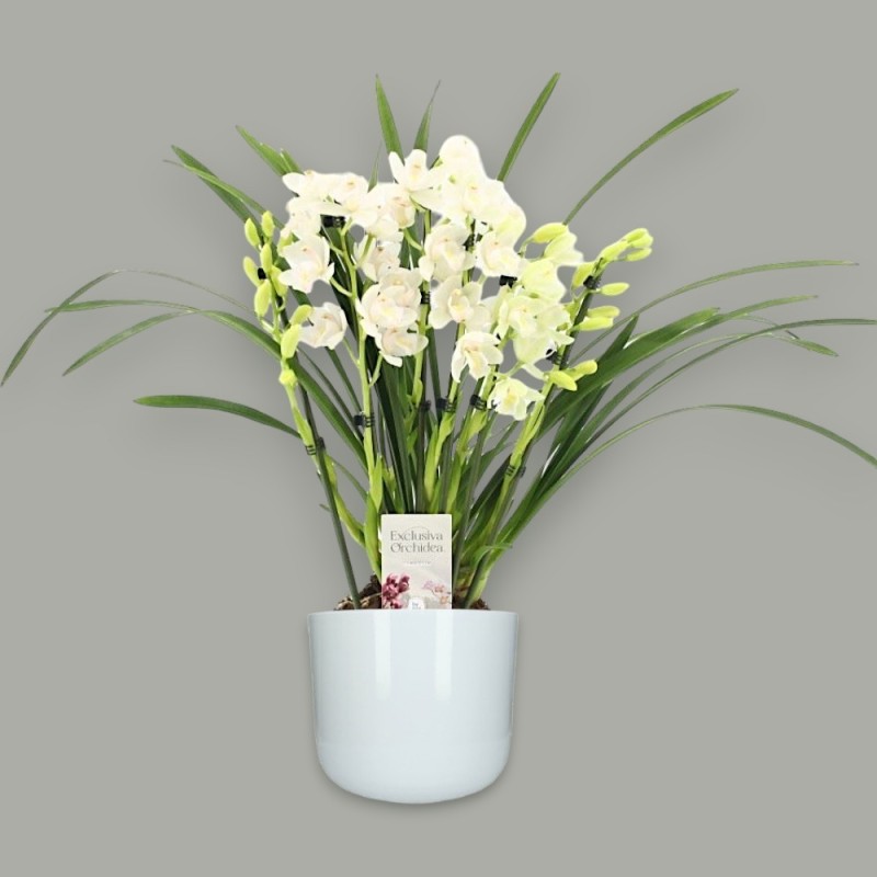 CYMBIDIUM WHITE R6