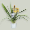 CYMBIDIUM WHITE R3 V17