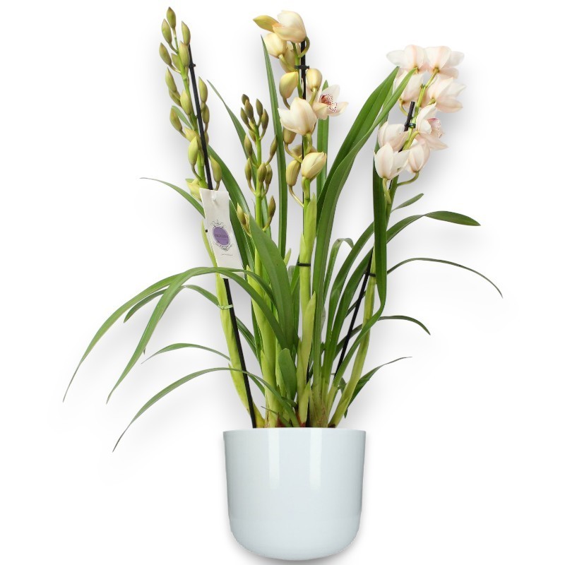 CYMBIDIUM WHITE R4
