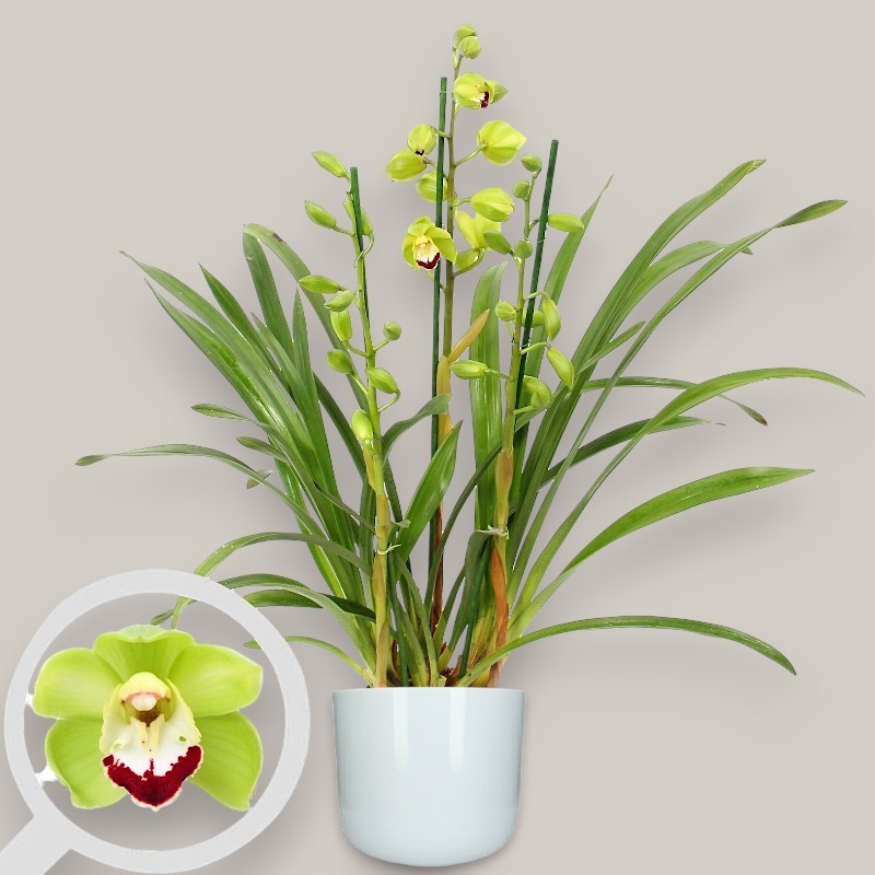 CYMBIDIUM GREEN R3