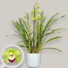 CYMBIDIUM GREEN R3
