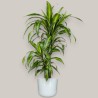 DRACAENA SUNSHINE V19 T2