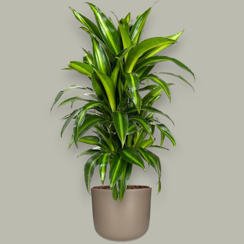 DRACAENA SUNSHINE V21 BRANCHED