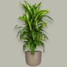 DRACAENA SUNSHINE V21 BRANCHED